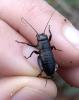 Gryllinae inconnu
